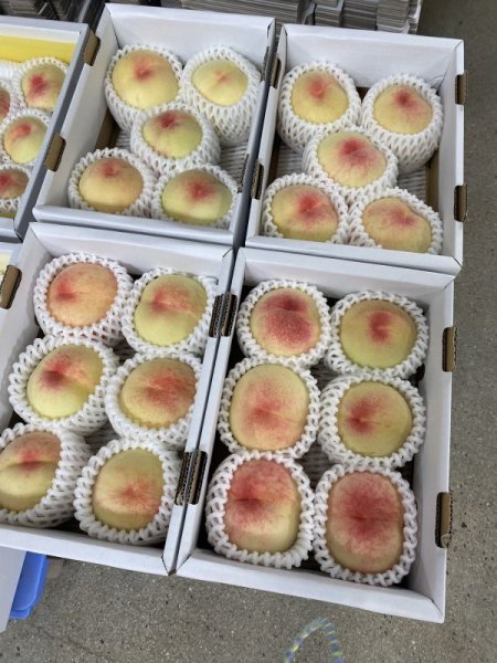 画像3: 産地直送 白桃 品種おまかせ 1.5kg箱 （ ４〜６玉入り ） （ 予約受付中 ） 優品 (3)