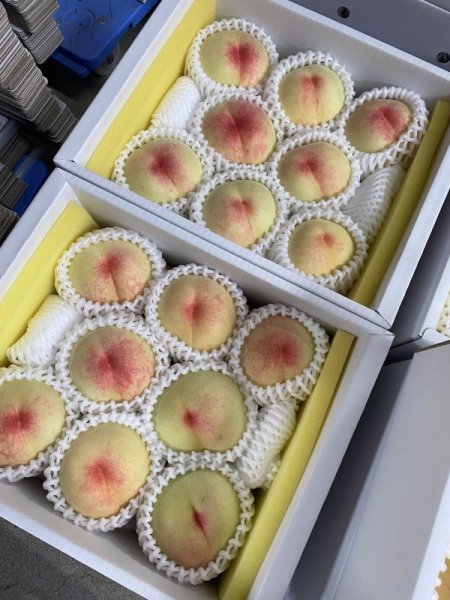 画像3: 産地直送 白桃 品種おまかせ 2kg箱（６〜８玉入り） （ 予約受付中 ） 優品 (3)