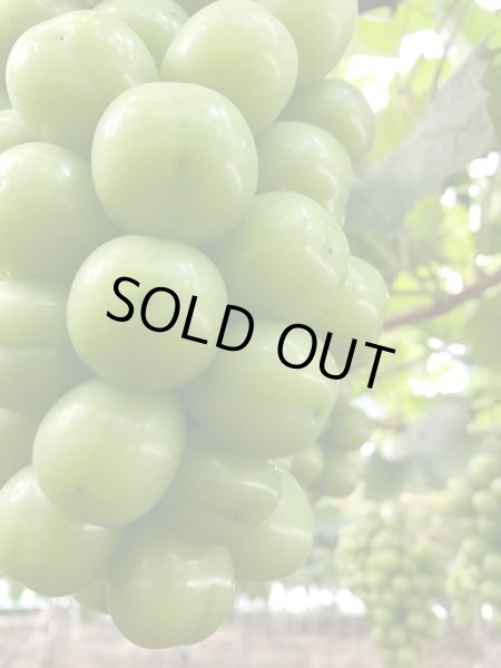 画像3: 《露地ものプレミアム》最高級のシャインマスカット！極上の美味しさ (3)