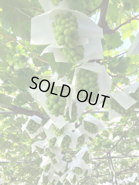 画像2: ≪予約販売≫シャインマスカットとオーロラブラックの欲張りセット (2)