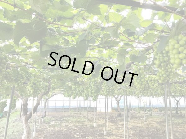 画像4: 《露地ものプレミアム》最高級のシャインマスカット！極上の美味しさ (4)