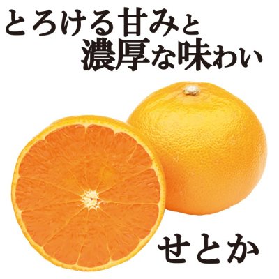 画像2: 予約受付中 ！【 せとか ( 家庭用 )　約５kg 】 柑橘 小林果園　愛媛県　西宇和　八幡浜　産地直送　送料無料（北海道・沖縄など離島を除く）