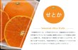 画像2: 予約受付中 ！【 せとか ( 家庭用 )　約５kg 】 柑橘 小林果園　愛媛県　西宇和　八幡浜　産地直送　送料無料（北海道・沖縄など離島を除く） (2)