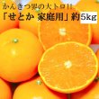 画像1: 予約受付中 ！【 せとか ( 家庭用 )　約５kg 】 柑橘 小林果園　愛媛県　西宇和　八幡浜　産地直送　送料無料（北海道・沖縄など離島を除く） (1)