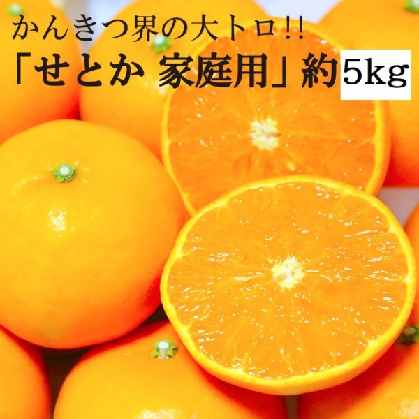 画像1: 予約受付中 ！【 せとか ( 家庭用 )　約５kg 】 柑橘 小林果園　愛媛県　西宇和　八幡浜　産地直送　送料無料（北海道・沖縄など離島を除く） (1)