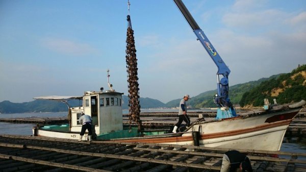 画像4: 冷凍牡蠣(殻付き・生食用) 北木島 喜多嬉かき(さざれがき)勇和水産 岡山県 笠岡市 北木島 瀬戸内海 生牡蠣 牡蠣 海鮮 厳選 Sサイズ3KG (4)