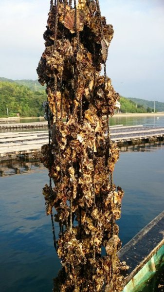 画像5: 冷凍牡蠣(殻付き・生食用) 北木島 喜多嬉かき(さざれがき)勇和水産 岡山県 笠岡市 北木島 瀬戸内海 生牡蠣 牡蠣 海鮮 厳選 Sサイズ3KG (5)