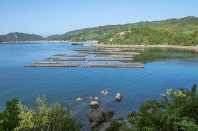 画像3: 冷凍牡蠣（殻付き・生食用）　北木島 喜多嬉かき（さざれがき）勇和水産 岡山県 笠岡市 北木島 瀬戸内海 生牡蠣 牡蠣 海鮮 厳選　Sサイズ3KG